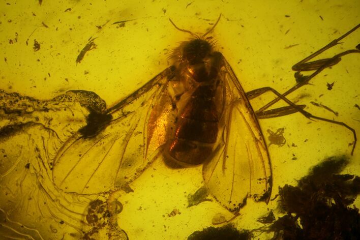 Detailed Fossil Fly (Diptera) In Baltic Amber #163478